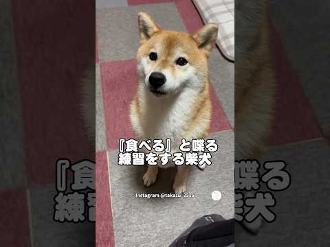 『食べる』と喋る練習をする柴犬🐶　　　柴犬　犬　かわいい犬 犬のいる暮らし かわいい サムネイル