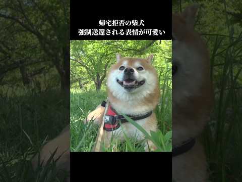 柴犬は帰宅拒否⁉️不本意ながら強制送還されるも表情が可愛い shibainu 拒否犬 犬のいる暮らし