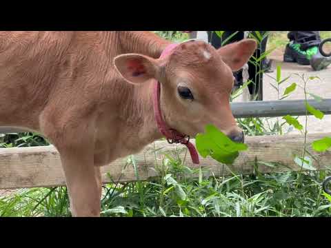 草をモグモグ クッコロくん　乳牛コーナー　埼玉県こども動物自然公園にて　2026年5月31日 サムネイル