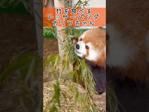 竹を食べるレッサーパンダのカリンちゃん 東武動物公園 動物 動物園 かわいい レッサーパンダ カリンちゃん