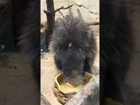 shorts カナダヤマアラシさん　にんじん🥕を貰ったよ❣️ 那須どうぶつ王国IMG 0092 サムネイル