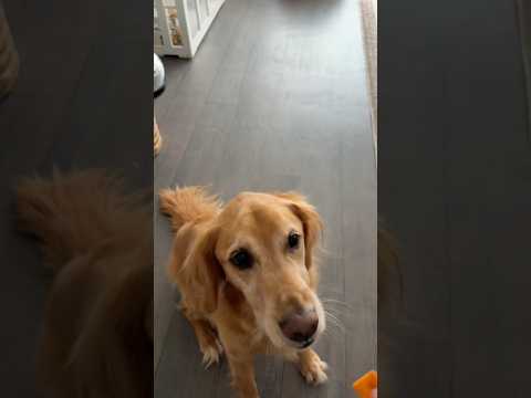 coming home to my golden retriever🥵goldenretreivers dog pup… サムネイル