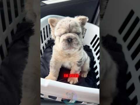 Ever Wondered Why the French Bulldog Is So Popular shorts d…
