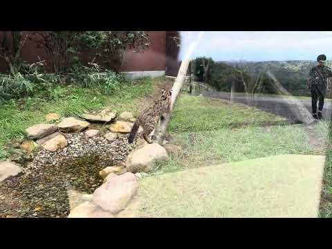 ツシマヤマネコのかりおくん　那須どうぶつ王国　IMG 4034 サムネイル