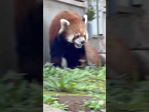 shorts モグモグ  メイタちゃん😊　レッサーパンダ　千葉市動物公園にて　2026年4月19日