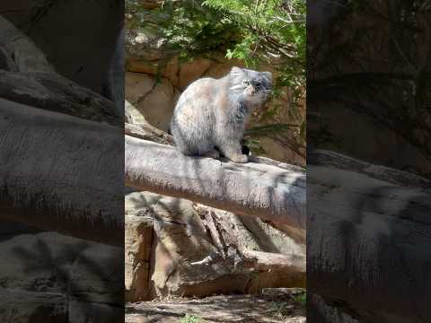 shorts アブリコースちゃん　マヌルネコ　那須どうぶつ王国　2026年4月11日 サムネイル