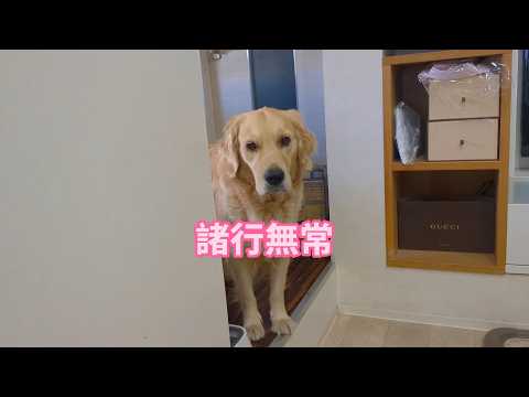 諸行無常の響きあり。ゴールデンレトリバーティト サムネイル