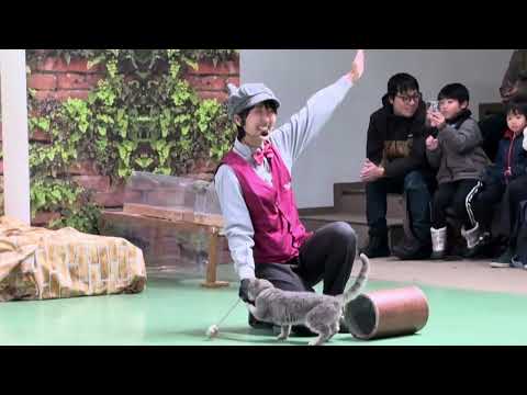 ラパちゃん♪ なかなか見れない猫によるショー 2025年1月12日