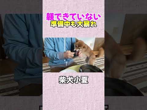 躾できていない 準備中も大暴れ 神戸 柴犬 shiba shibainu サムネイル