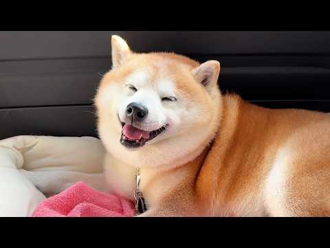 車の揺れを感知すると、スンッとなる柴犬 サムネイル