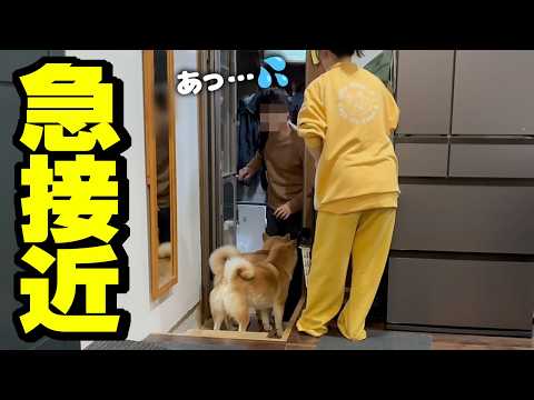 兄の親友と娘が初接近！テンパる娘にドン引きする柴犬姉妹…果たして恋の行方は？ サムネイル