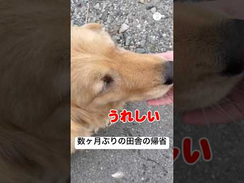 数ヶ月ぶりに田舎へ帰省した際、変わらず出迎えてくれた大型犬の様子　　ゴールデンレトリバー  大型犬　犬　再会　帰省 サムネイル