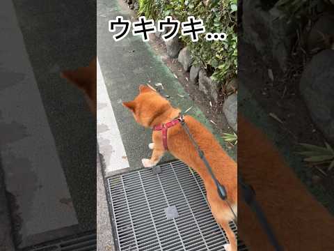 ’26.9.8 力丸のお散歩魂は不滅です… 柴犬 柴犬のいる暮らし 柴犬の日常 shibainu お散歩 力丸