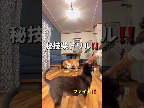 ポンさん暴走🐶❤️柴犬 チワワ shorts サムネイル