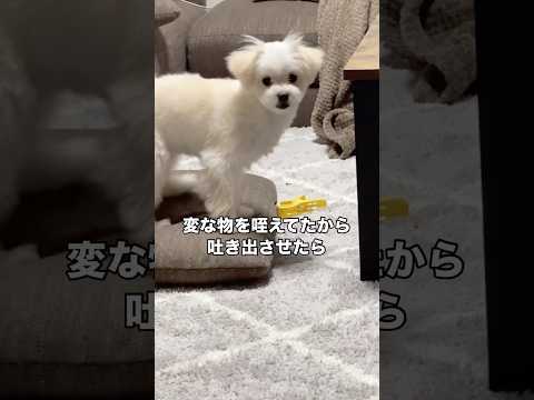 愛犬がとんでもないもの咥えてたから吐き出させたら マルポメ マルチーズ ポメラニアン ミックス犬 サムネイル