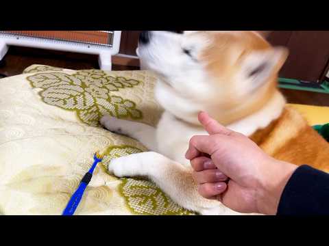 歯ブラシ破壊の容疑を突き付けられ、やましい所はあるものの全力で首を横に振る柴犬 サムネイル