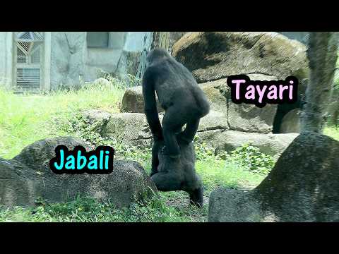 Tayari is trying to stand on Jabali's back to pull some lea… サムネイル