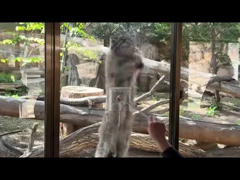 ナゴムくんのオニクタイム　マヌルネコ　那須どうぶつ王国にて　2026年4月26日 サムネイル