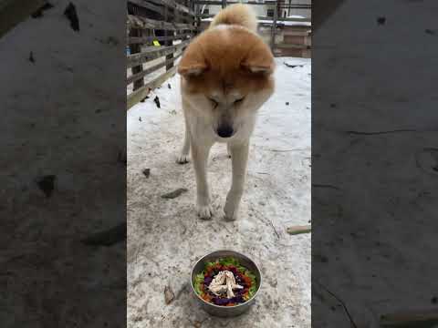 秋田犬宗春くん4歳になりました！！shorts 秋田犬 dog サムネイル