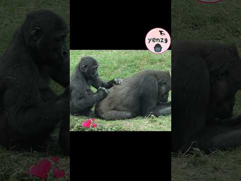 sweet Ringo grooming Mom Iriki💕 gorilla gorillatag taipeizo… サムネイル