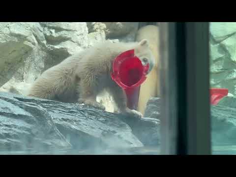 モモ太くん 今度は何で遊ぶのカナ♪   ホッキョクグマ　秋田県男鹿水族館GAOにて2026年4月30日
