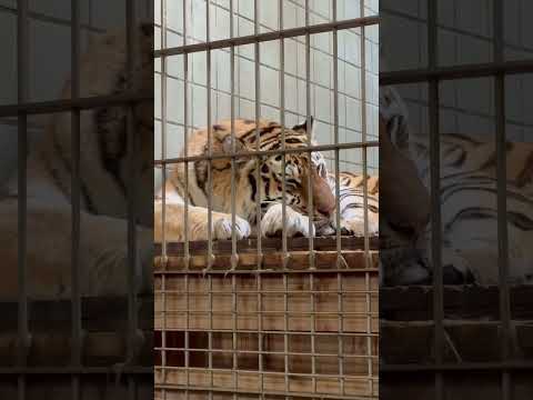 shorts めんどくさいから寝ちゃお〜に見えたローラさん😅　アムールトラ　浜松市動物園にて　2026年2月15日 サムネイル
