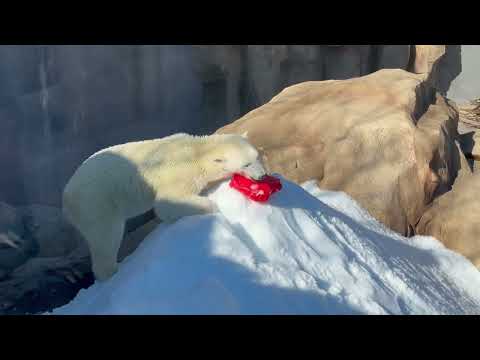 ホッキョクグマのゆめちゃん　王子動物園　2025年12月27日 サムネイル