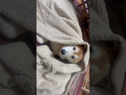 柴犬福 昼寝が足りない時の柴犬🤣Shiba-Sleep🤣#shorts #funny #funnydog #柴犬 #s… サムネイル