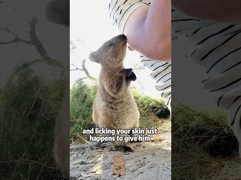 Meet the Quokka: The World's Smartest & Happiest Marsupial!… サムネイル