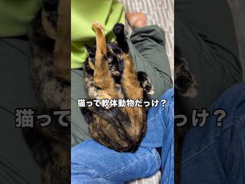 娘たちの足の上で未だかつて見たことがない体勢の伸びをするサビ猫 サビ猫 保護猫 子どもと猫 shorts サムネイル