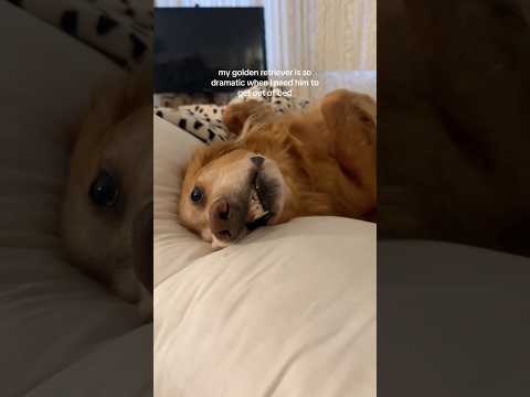 coming home to my golden retriever🥵goldenretreivers dog pup… サムネイル
