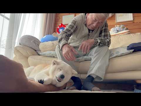 今年で１７歳になる世界一大好きな柴犬のリアルな日常の様子 サムネイル