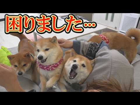 こんなの初めて・・・柴犬達が一睡もしません・・・ サムネイル