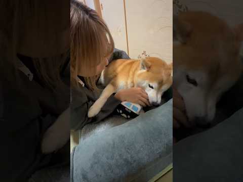 柴犬福 姉の絡みにブチ切れも感謝されるタノシボ君🤣Sis and Shiba🤣姉と柴 shorts japanesed… サムネイル