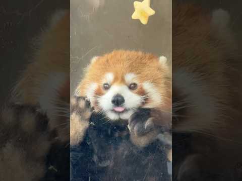 shorts おリンゴ🍎もカワイくニーコちゃん　レッサーパンダ　浜松市動物園にて　2026年3月15日 サムネイル