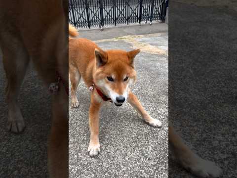 ’26.2.27 力丸は、今日も元気です！ 柴犬 shibainu 遊ぶ犬 食べる犬 力丸 サムネイル