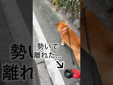 ’26.3.17 力丸のドキドキ散歩… 柴犬 shibainu 柴犬のいる暮らし 柴犬の日常 お散歩 見守り 力丸 サムネイル
