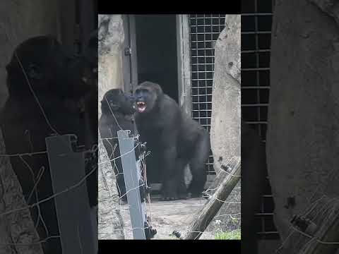 little gorilla brothers working together.Jabali 5y5m old &… サムネイル