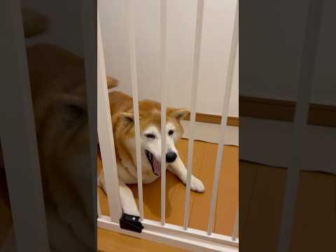 柴犬福 姉と福の5分ぶり柵越しの再会🤣Sister and Shiba🤣姉と柴 shorts funny funnyd… サムネイル