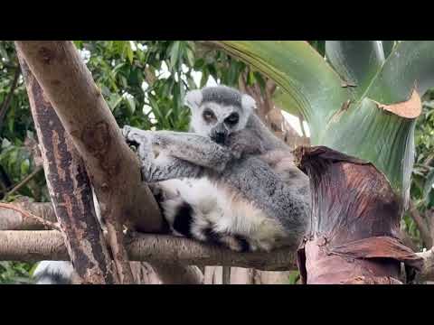 決めポーズ〜のカキカキ🤭　ワオキツネザル　那須どうぶつ王国にて　2026年3月29日 サムネイル
