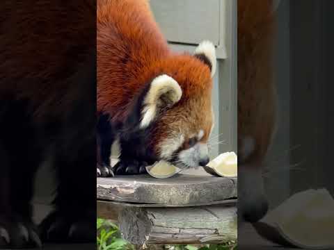 shorts メイタちゃん 春の恵みタケノコモグモグ  レッサーパンダ　千葉市動物公園にて　2026年4月19日 サムネイル