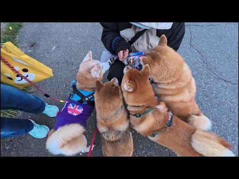 年末ぎゅうぎゅうパン祭り！【みんな今年も仲良くしてくれてありがとう】 サムネイル