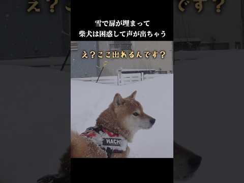 柴犬は散歩に行きたい！でも大雪で扉が…💦 shibainu 犬のいる暮らし 癒し サムネイル