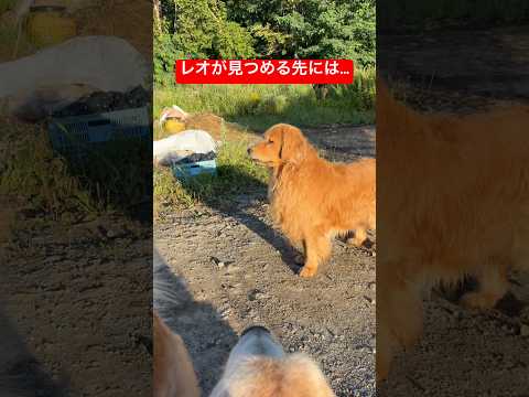 巌流島の戦いに乱入する豆きち