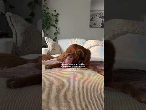 coming home to my golden retriever🥵goldenretreivers dog pup… サムネイル