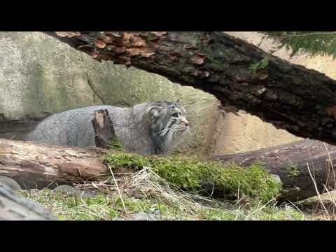 ビューんっとナゴムくん☺️バックヤードのアブちゃん見えた？　マヌルネコ　那須どうぶつ王国にて　2026年2月27日 サムネイル
