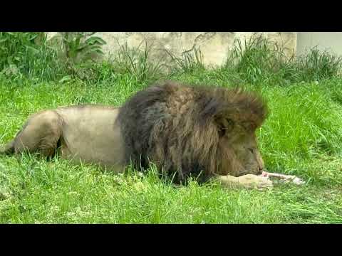 コレでだいたい食べ終わったネ！っとアレンくん　屠体給餌「ライオンのガブガブタイム」　千葉市動物公園にて　2026年4月…