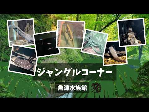 【魚津水族館】ジャングルコーナー🐠🌳✨ サムネイル