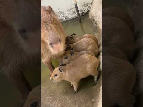 可愛いく並ぶ四つ子のカピバラベビー♪カピバラ capybara 動物 サムネイル