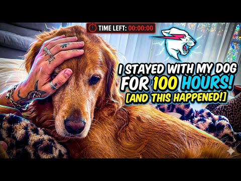 Come to my golden retriever 2026blonde goldenretreiver dogb… サムネイル